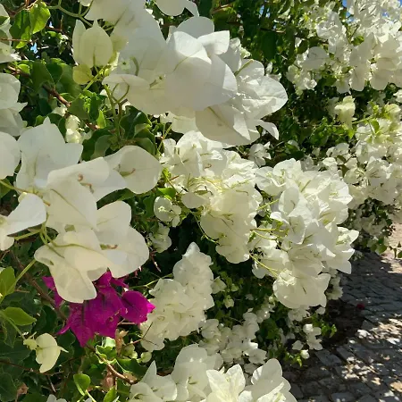 Semesterbostad Alfarrobeiras Albufeira