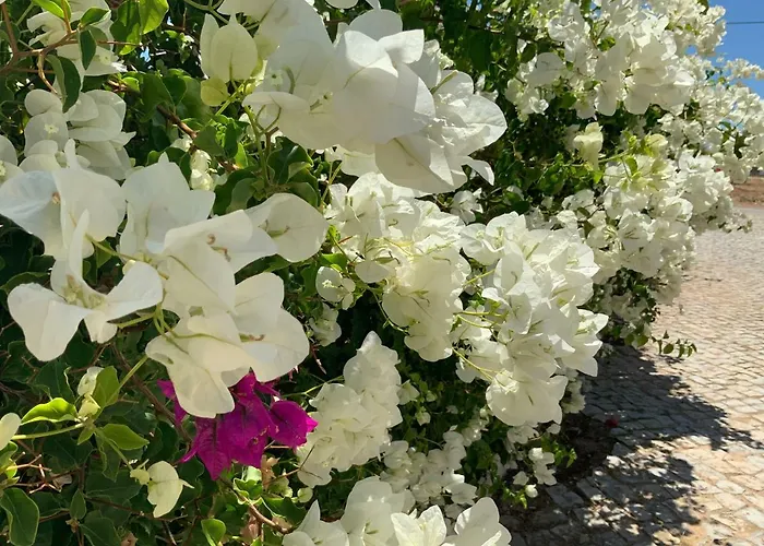 Ferienhaus Alfarrobeiras Albufeira